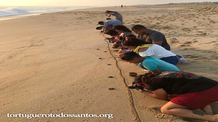 Turtle releasing