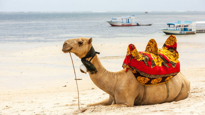 Camel riding in Mexico