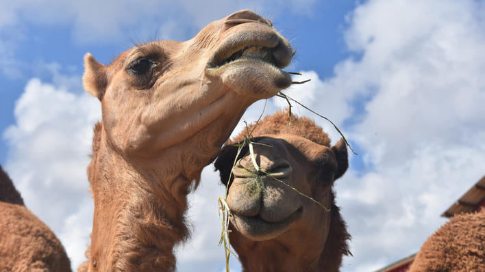 Where to do camel riding