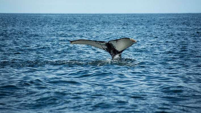 What do I need to see whale watching in Todos Santos?