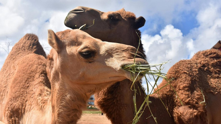 What to do in Summer in Todos Santos with camels?