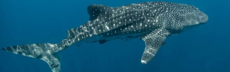 Swimming with whale sharks in Todos Santos