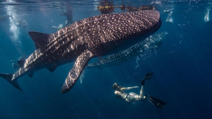 Swimming with whale sharks